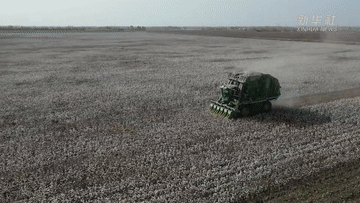 新疆&ldquo;超級棉田&rdquo;再獲豐收