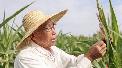 87歲，他在三亞南繁又一年