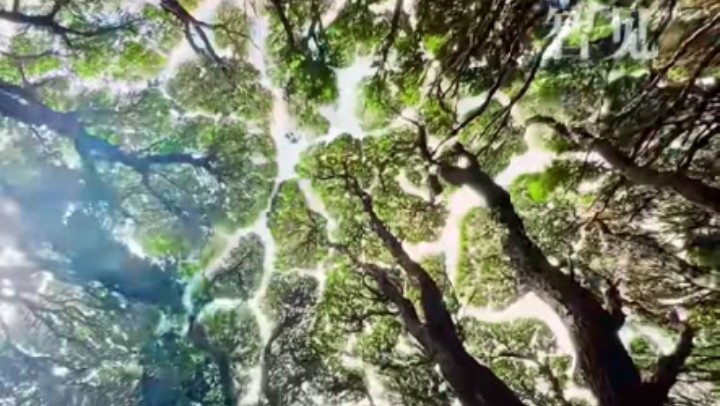 樹(shù)木為何會(huì )相互“禮讓”？