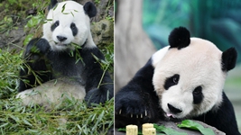 大熊貓&ldquo;團團&rdquo;，感謝你帶給兩岸同胞的美好回憶！