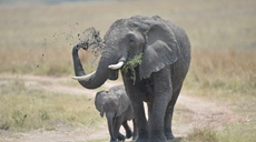 肯尼亞政府發(fā)布野生動(dòng)物普查報告