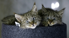 新華全媒+丨生態(tài)向好，&ldquo;高原喵星人&rdquo;萌態(tài)歸來(lái)