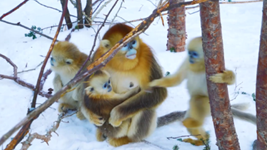 &ldquo;喊一嗓子，它們就會(huì )拖家帶口地出來(lái)&rdquo;