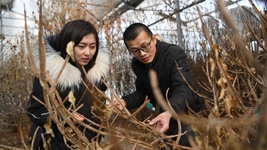 虎年春節，《山海情》出續集了？