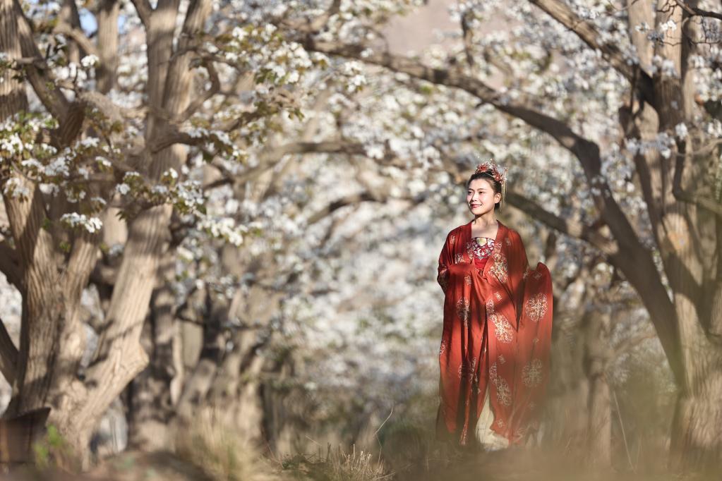 百年梨園&ldquo;云賞花&rdquo;