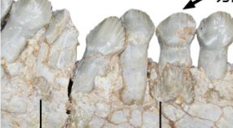 恐龍如何換牙？古生物學(xué)者揭秘古老角龍換牙方式