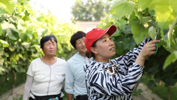 &ldquo;科技合伙人&rdquo;催發(fā)田野&ldquo;致富花&rdquo;
