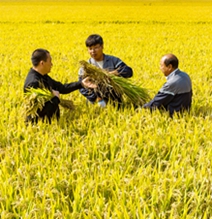 河北唐山：&ldquo;土壤重構&rdquo;造糧川