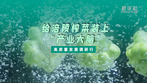 一顆青菜頭，緣何長(cháng)出百億產(chǎn)業(yè)？