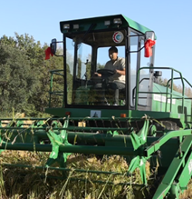 這里的稻米為何&ldquo;香&rdquo;飄四方