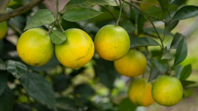 養魚(yú)又種果 富了村民又&ldquo;綠&rdquo;村&mdash;&mdash;四川資中魚(yú)鄉融合發(fā)展見(jiàn)聞