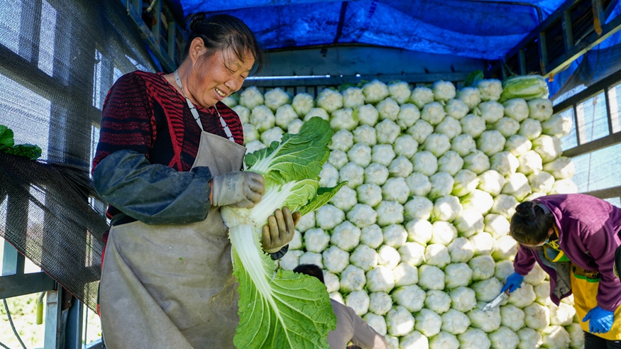 河北玉田：&ldquo;中國大白菜之鄉&rdquo;收獲忙