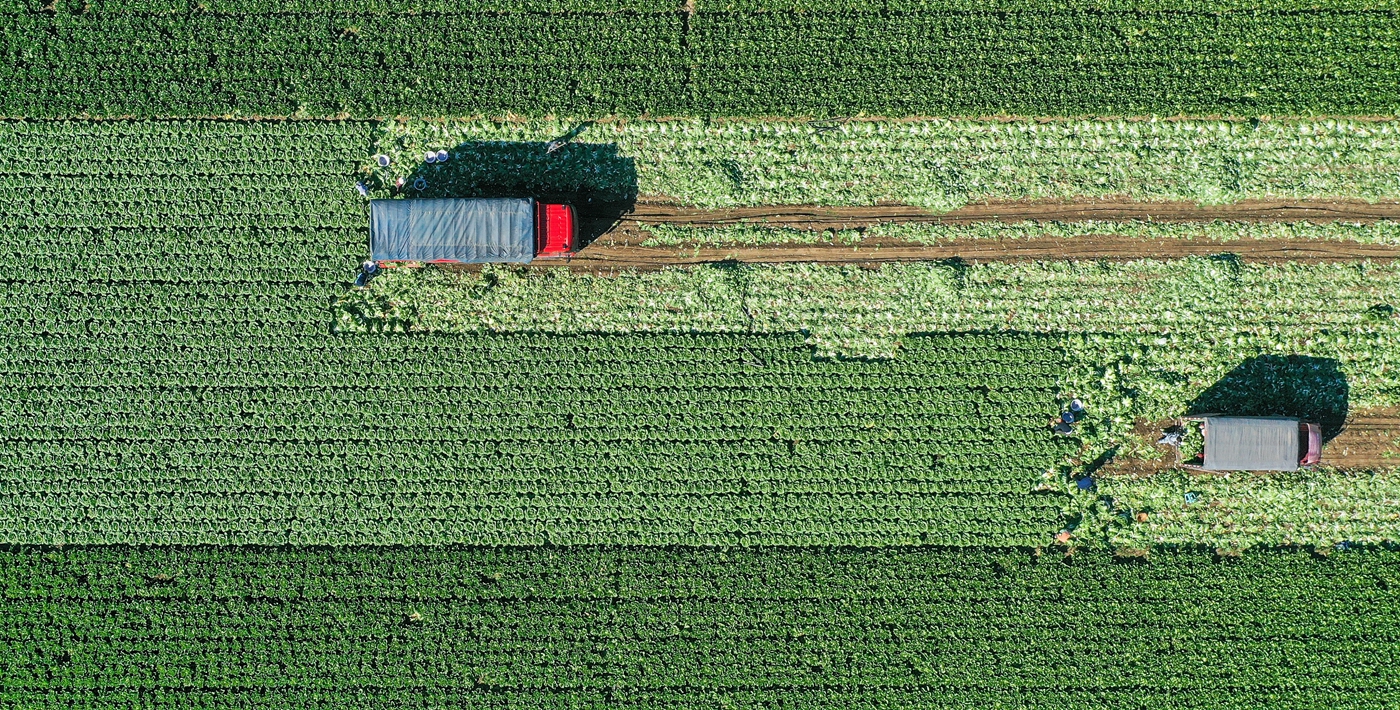 河北玉田：&ldquo;中國大白菜之鄉&rdquo;收獲忙