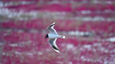 生態(tài)好不好，看鳥(niǎo)就知道&mdash;&mdash;遼河口濕地保護見(jiàn)聞