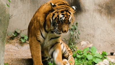 從家族鼎盛到寥寥可數再到數量不斷增加 東北虎經(jīng)歷了什么？