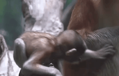 廣州：長(cháng)鼻猴寶寶滿(mǎn)月與游客見(jiàn)面