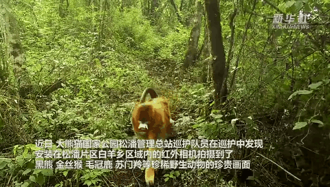 珍貴畫(huà)面曝光！野生動(dòng)物頻頻&ldquo;上鏡&rdquo;