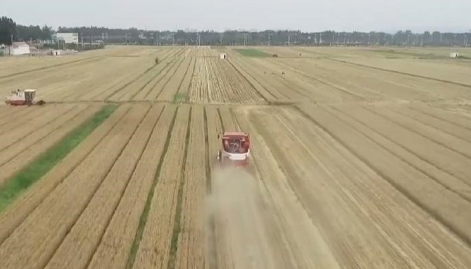 農業(yè)農村部：&ldquo;米袋子&rdquo;&ldquo;菜籃子&rdquo;節日供應有保障