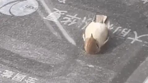 &ldquo;小鳥(niǎo)躺平看天空&rdquo;？真相有點(diǎn)難過(guò)