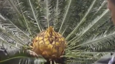 范曙義&mdash;&mdash;&ldquo;蘇鐵衛士&rdquo;的苦與樂(lè )