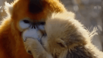 神農架：川金絲猴家族&ldquo;新丁興旺&rdquo;