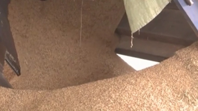 秋糧陸續上市 收購進(jìn)展總體順利