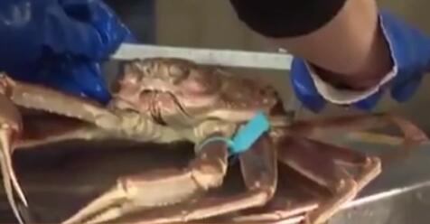 極品！日本一只&ldquo;輝&rdquo;蟹拍出500萬(wàn)日元