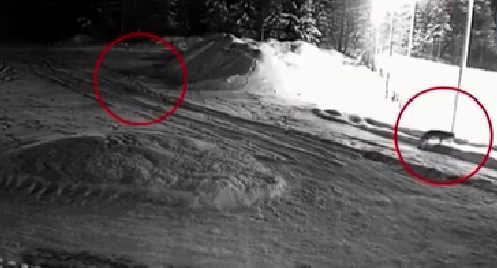 不安！狼群侵入俄羅斯村落覓食