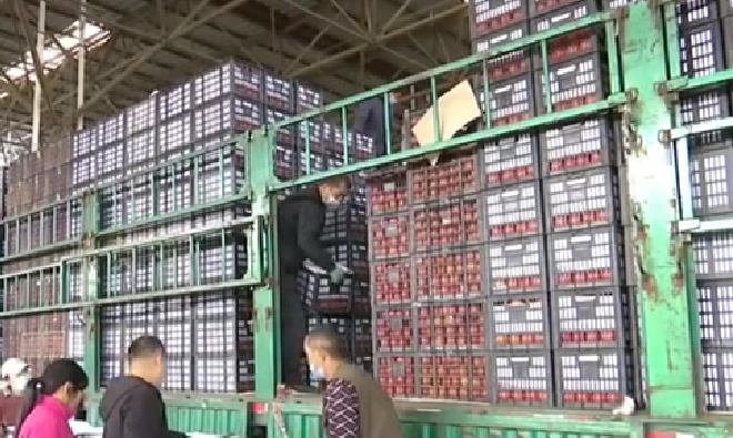 價(jià)格回落 全國秋冬應季蔬菜上市