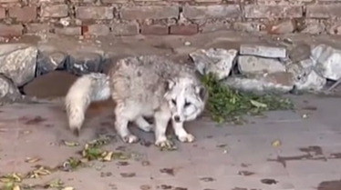 遼寧：大雪封山 小狐貍進(jìn)入農戶(hù)家中