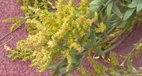 河南洛陽(yáng)：鏟除外來(lái)入侵物種&ldquo;加拿大一枝黃花&rdquo;