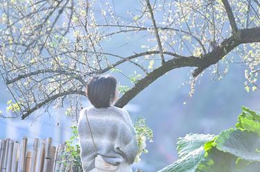 奔向&ldquo;梅&rdquo;好的&ldquo;賞花經(jīng)濟&rdquo;