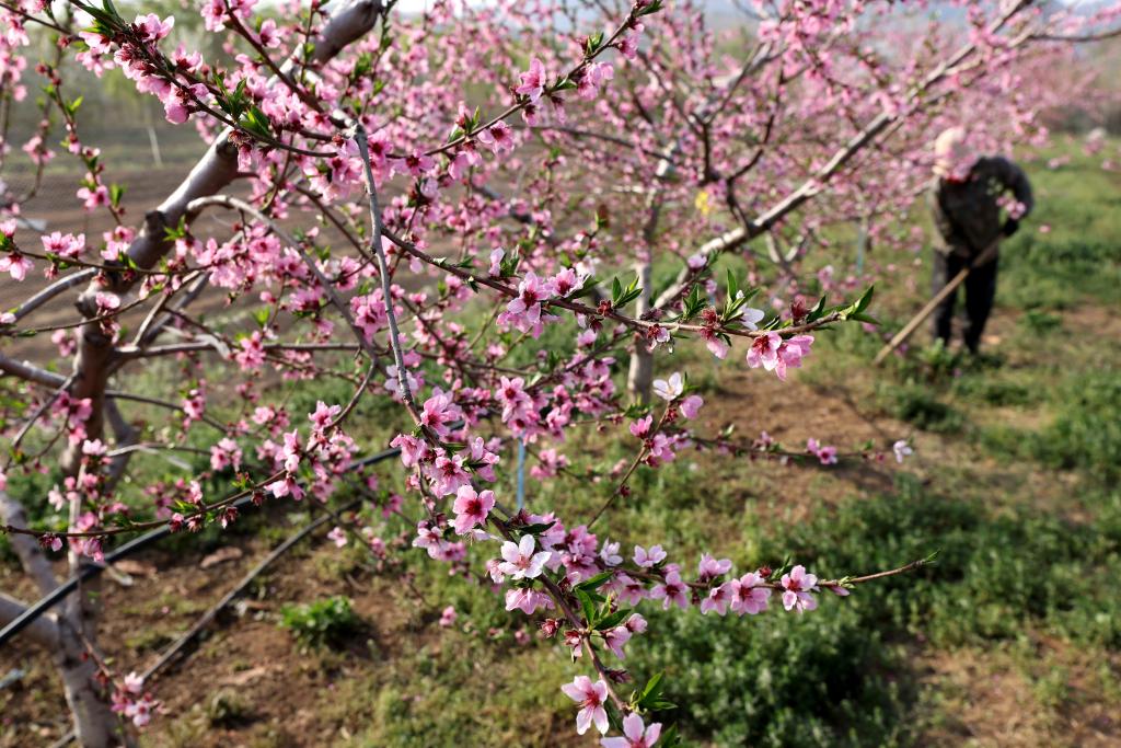 春日春耕春管忙