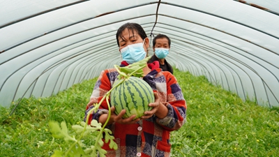 疫情致浦東120萬(wàn)斤西瓜滯銷(xiāo)？記者實(shí)地探訪(fǎng)