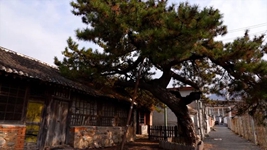 科學(xué)守護 北京古樹(shù)煥新生