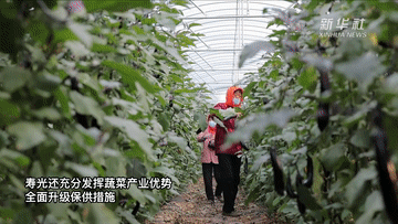 “中國蔬菜之鄉”壽光蔬菜產(chǎn)銷(xiāo)一線(xiàn)見(jiàn)聞