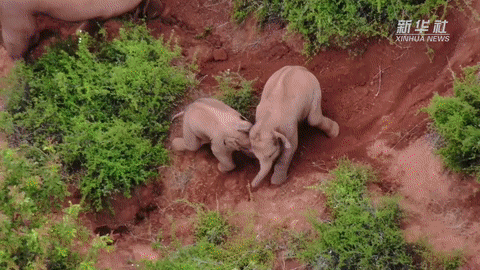 從大自然&ldquo;歌手&rdquo;到海菜腔 彩云之南&ldquo;聲&rdquo;動(dòng)蒙特利爾