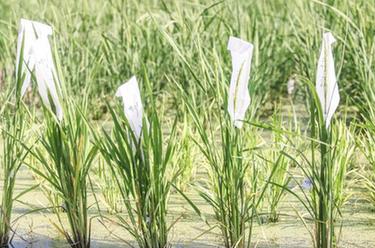 三亞：南繁育種正當時(shí)